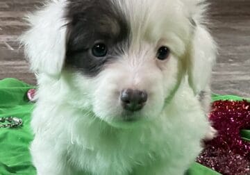 Pembroke Corgi Fluffy Puppies