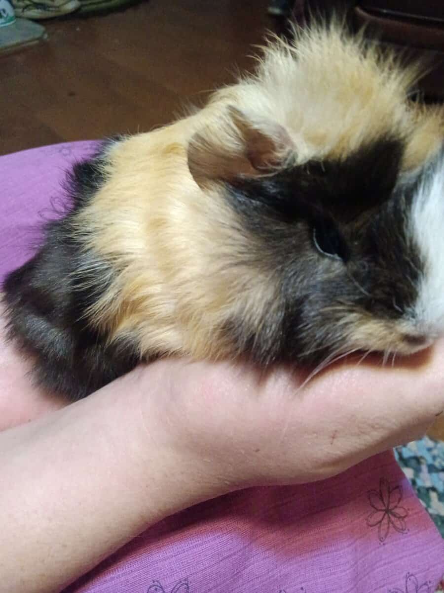 Adorable long haired baby guinea pigs image 6