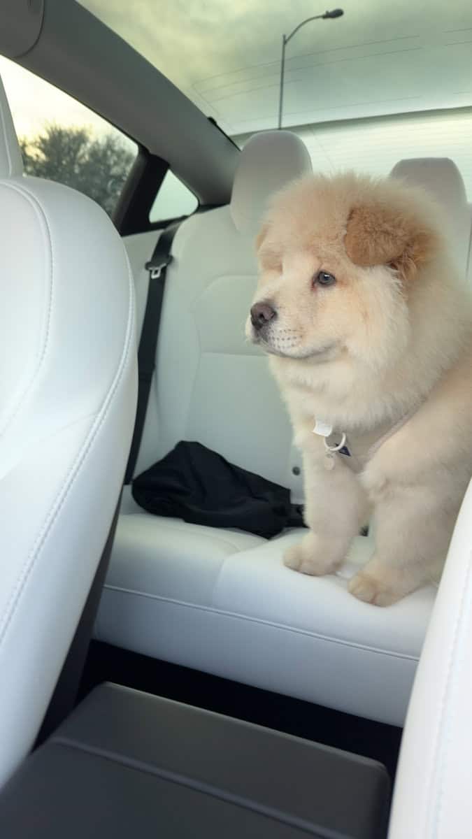 Chow chow for sale image 6