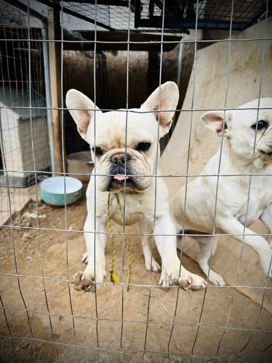 2 White Frenchies for Sale image 8