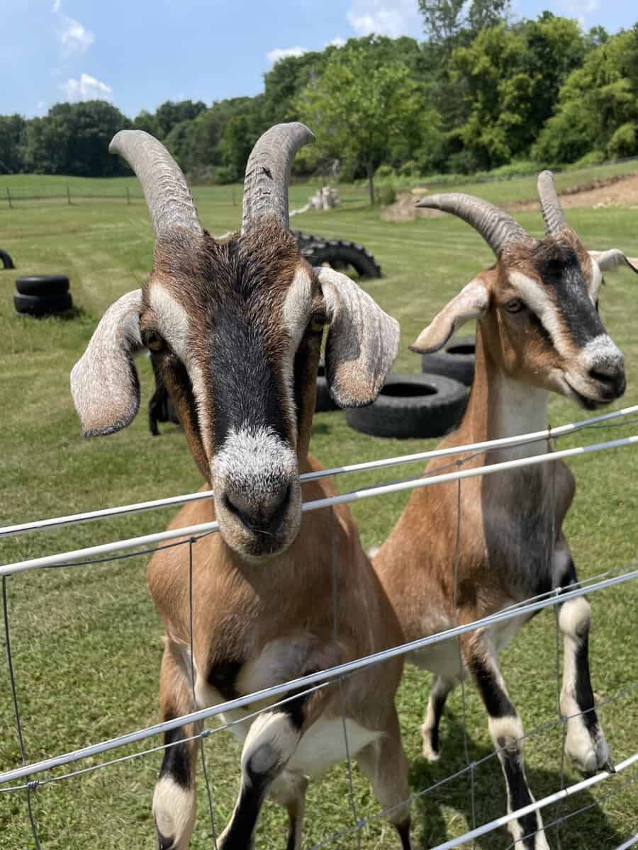 Bonded Herd of 5 image 1