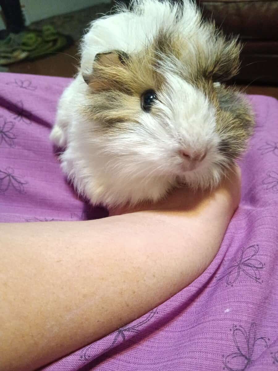 Adorable long haired baby guinea pigs image 7