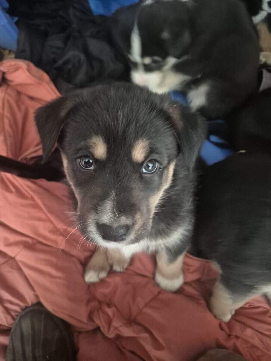 Blue Heeler Mom and German Shepherd Dad puppies image 6