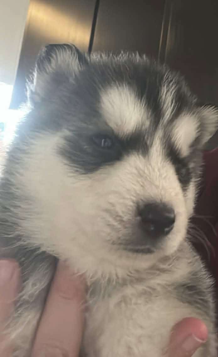 Husky’s image 2