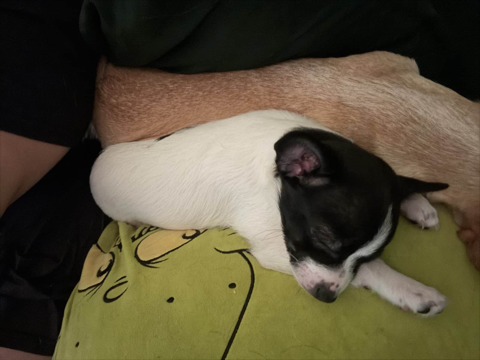 Pom-chi puppies image 7