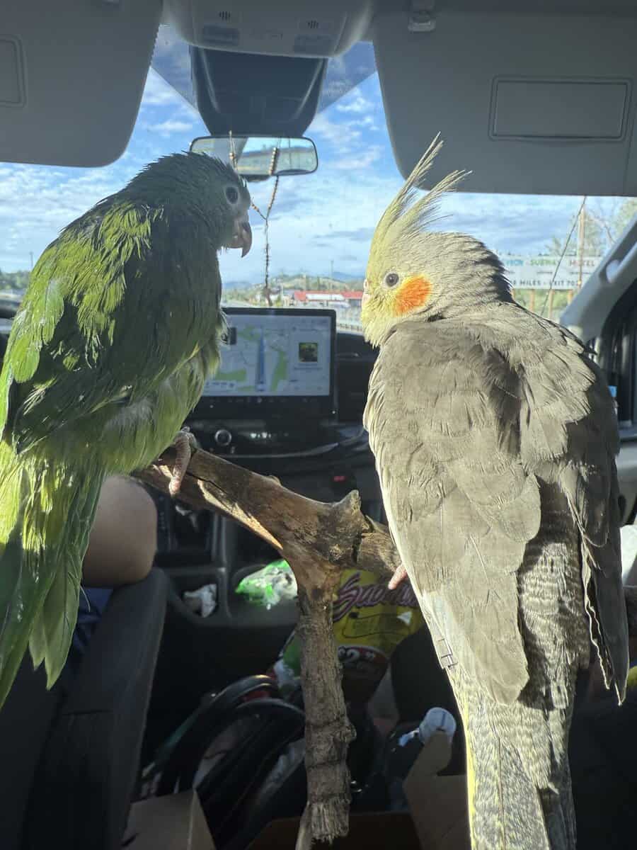Cockatiel & Parakeet birds available image 1