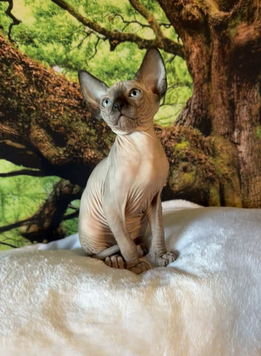 Sphynx kitten image 4