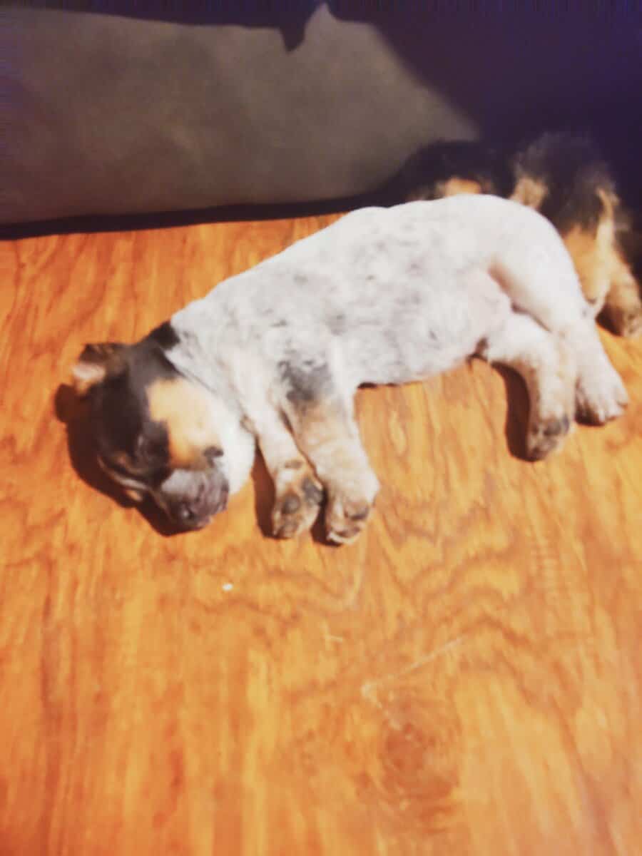 Free puppies image 3
