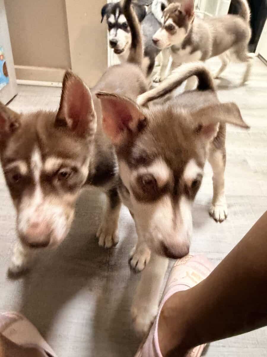 Siberian huskies image 6