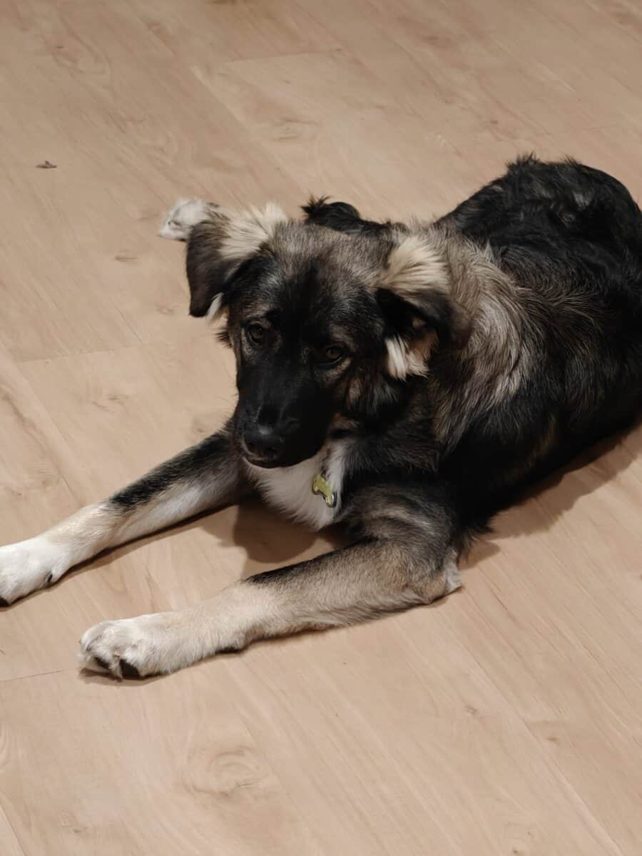 8m old trained Husky mix image 1