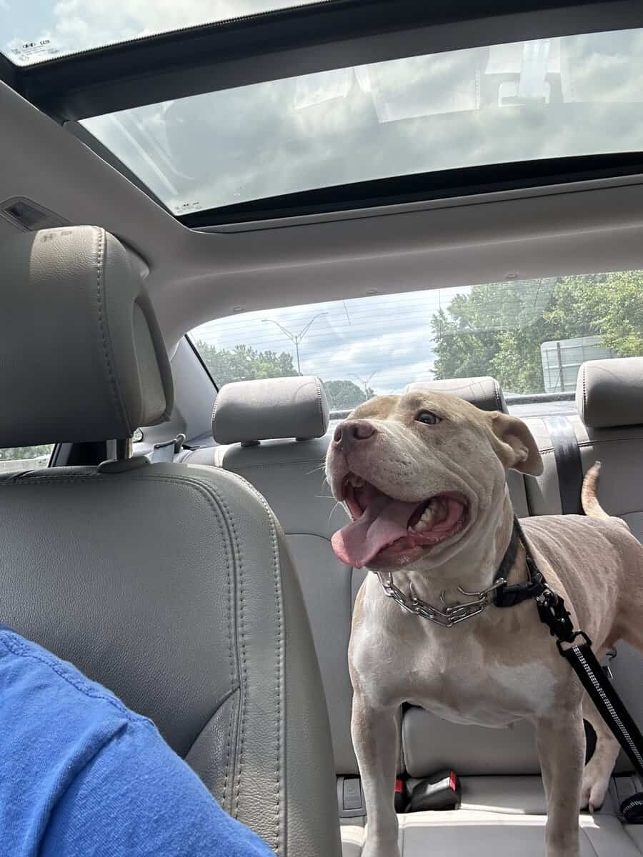 Albino Female pure breed american bully image 3