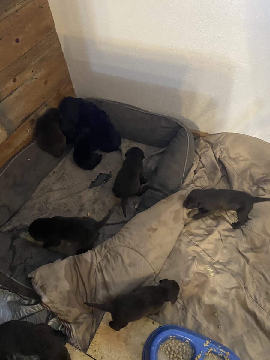 Lab puppies image 1