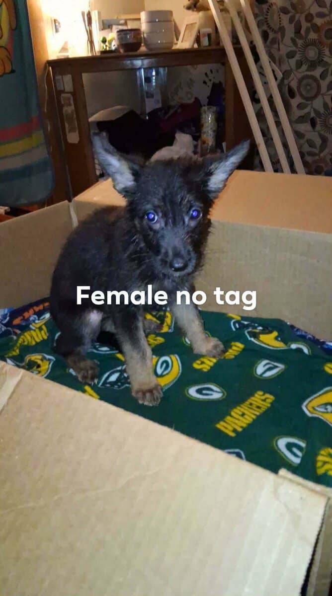 German Shepherd Puppies image 3