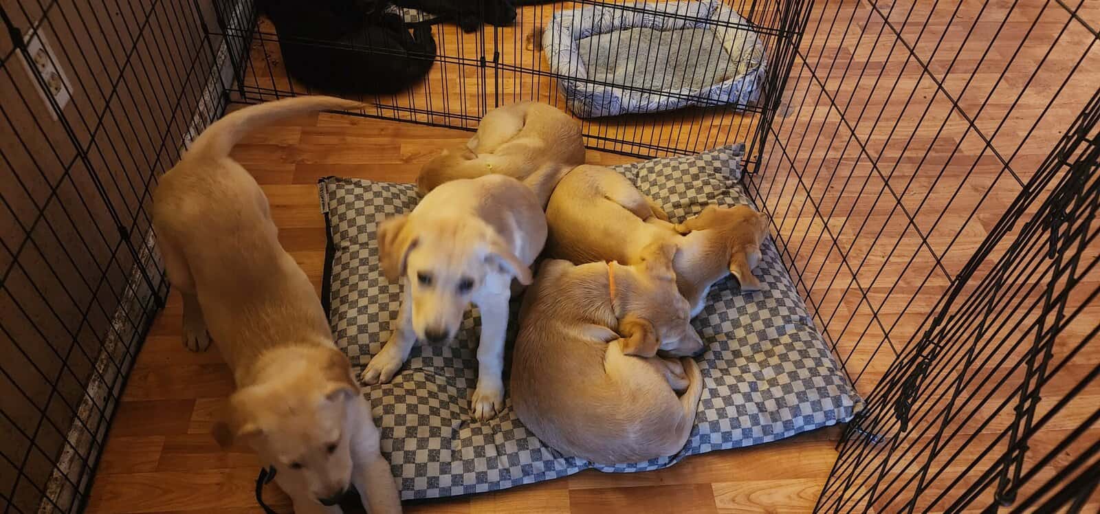 Puppies for sale image 4
