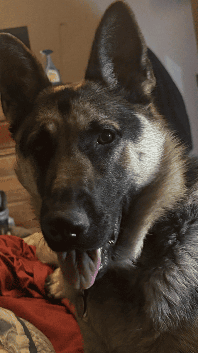Sable German Sheperds image 7