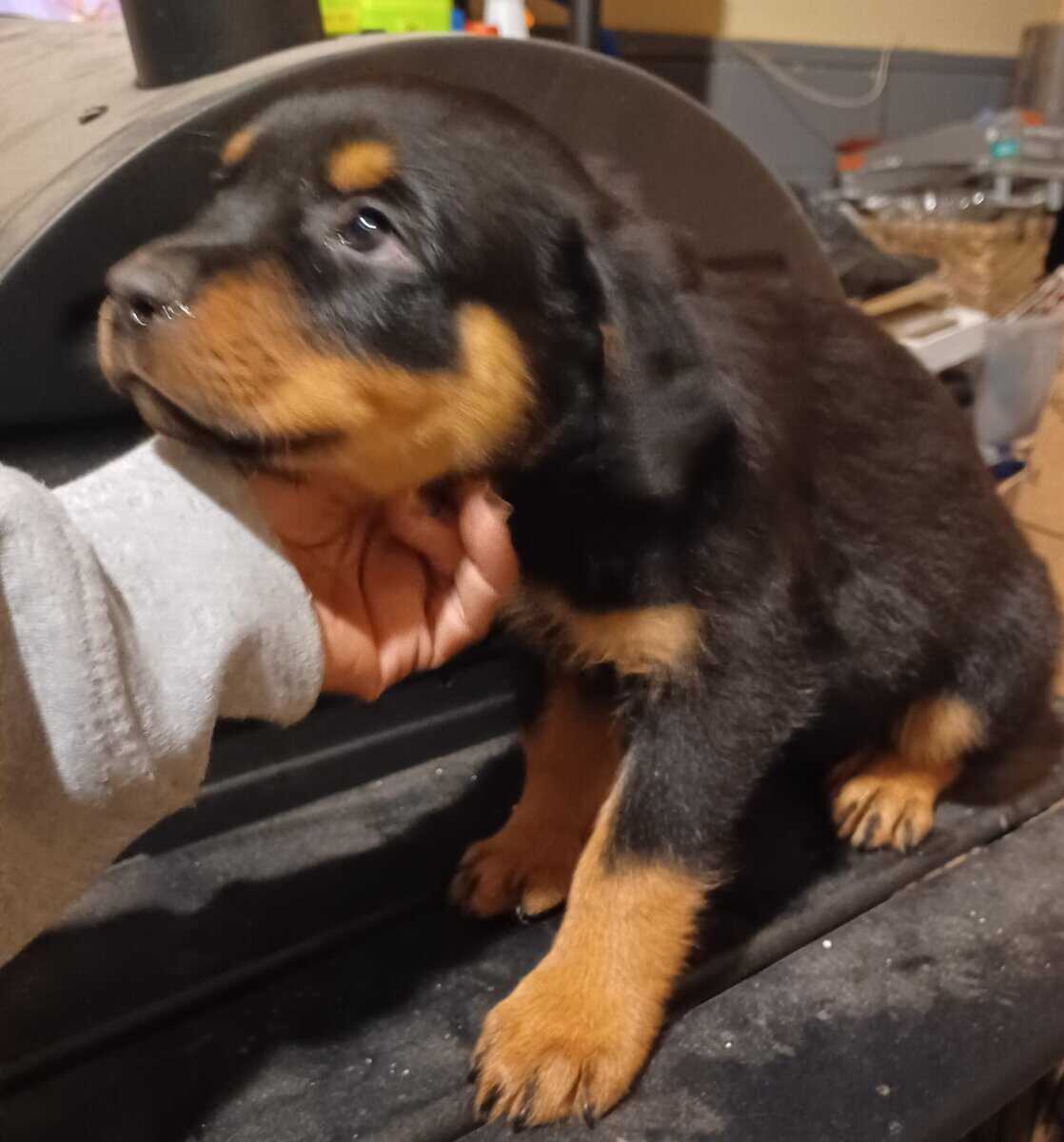 Rottie Pups For Sale image 8