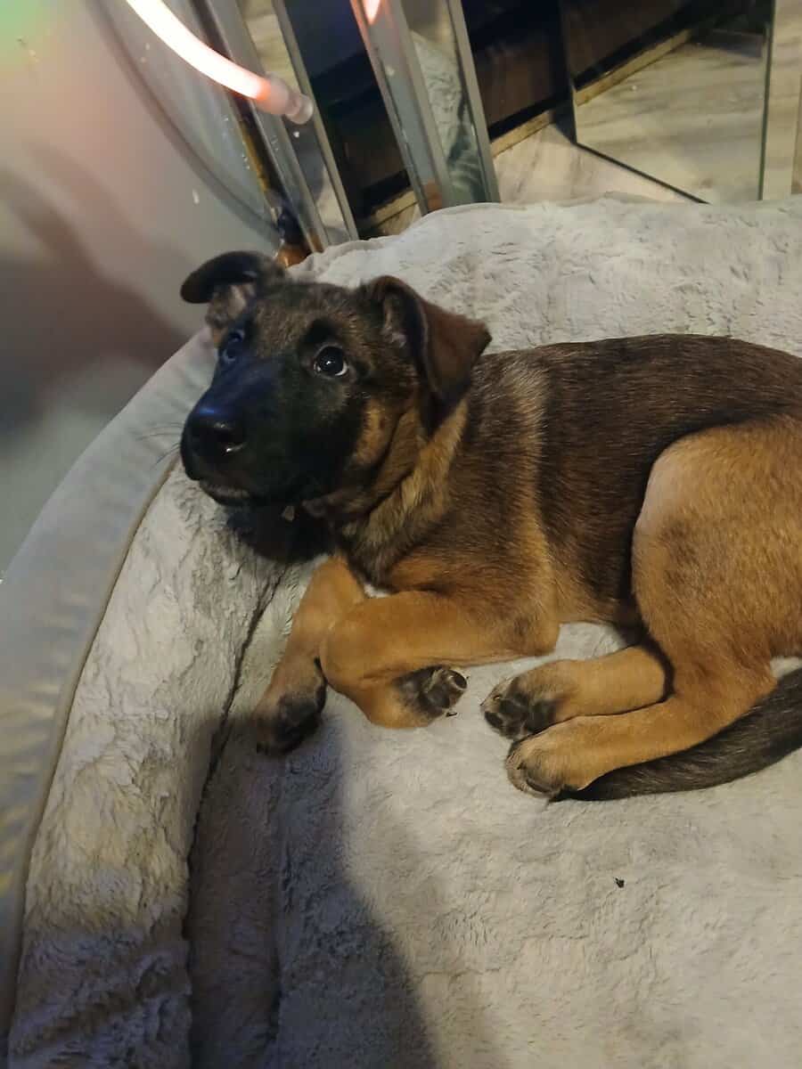 Belgian malinois/ cane corso mix pups image 3