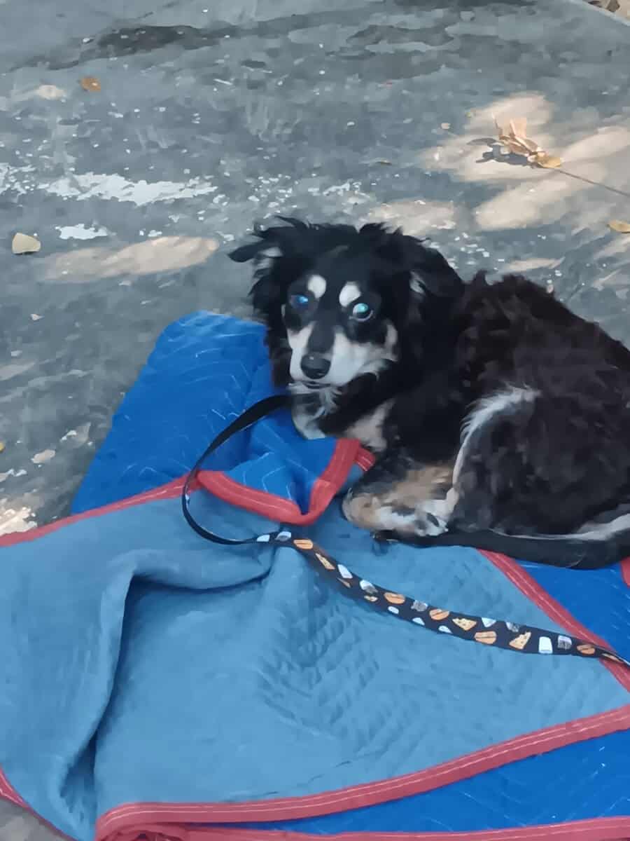 Senior Cocker Spaniel Looking for Retirement Home image 1