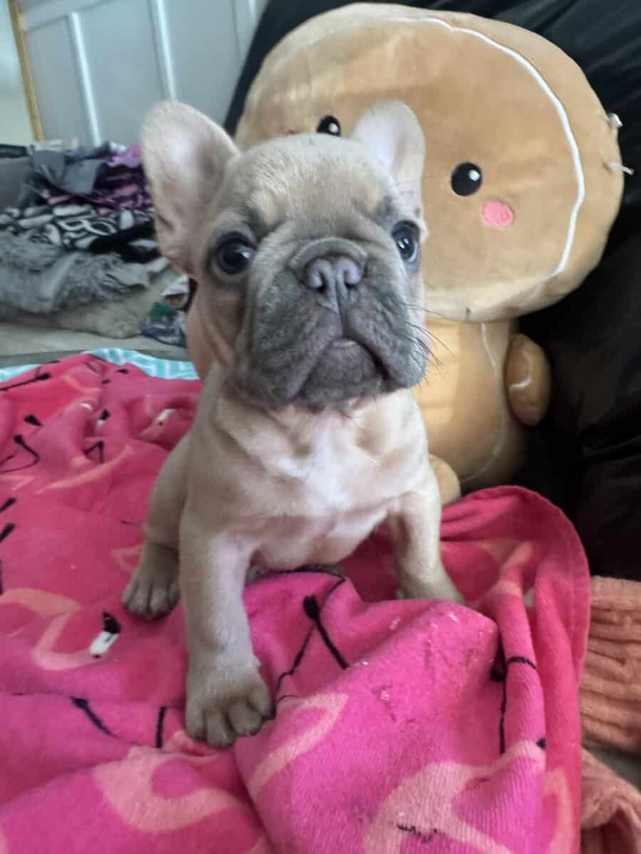 14 week old French Bulldog image 2