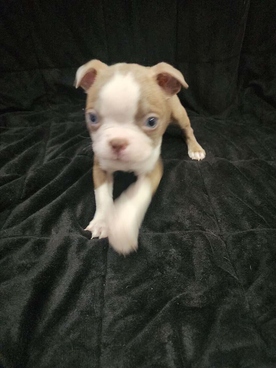 Boston Terrier male puppy image 4