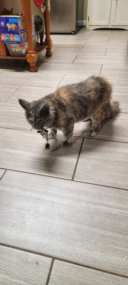 Savvy Cats image 1