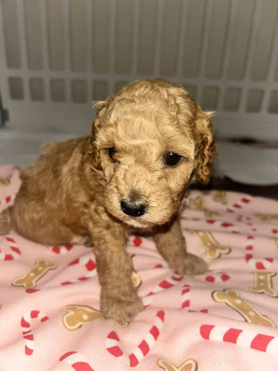 Mini poodle for sale image 1