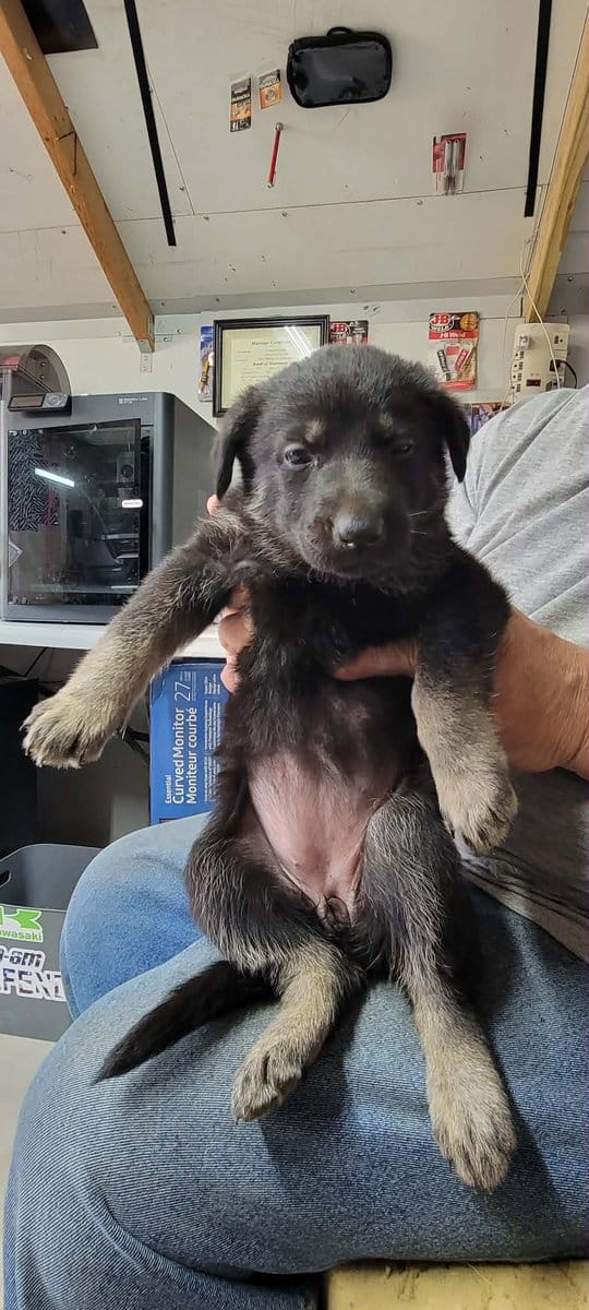 AKC Registered German Shepherd Puppies image 7