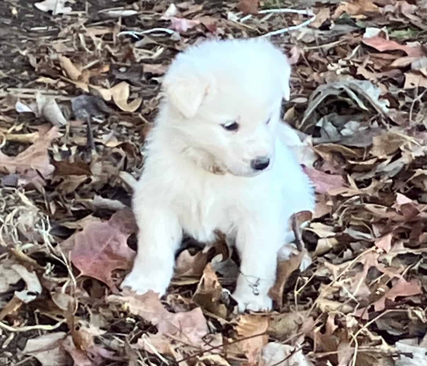 Great Pyrenees mix puppies! image 2