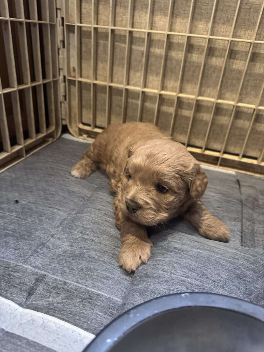 French bulldog/shihtzu/chihuahua mix puppies image 1