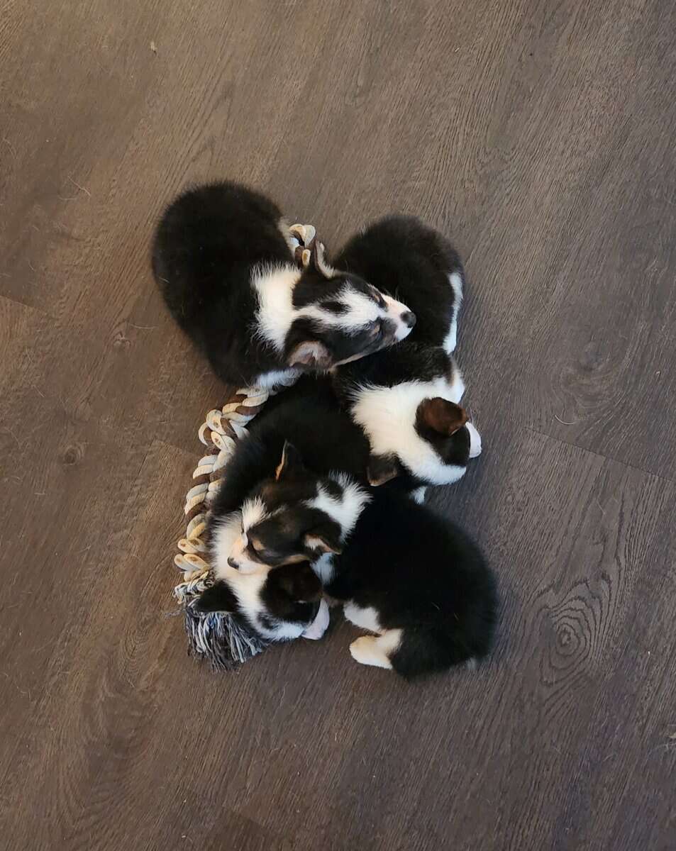 puppies image 7