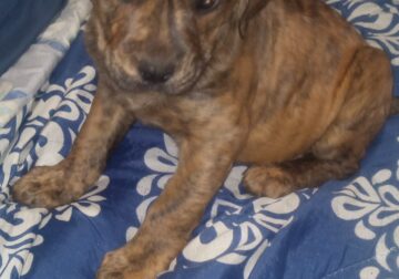 Beautiful Bulldog Puppies