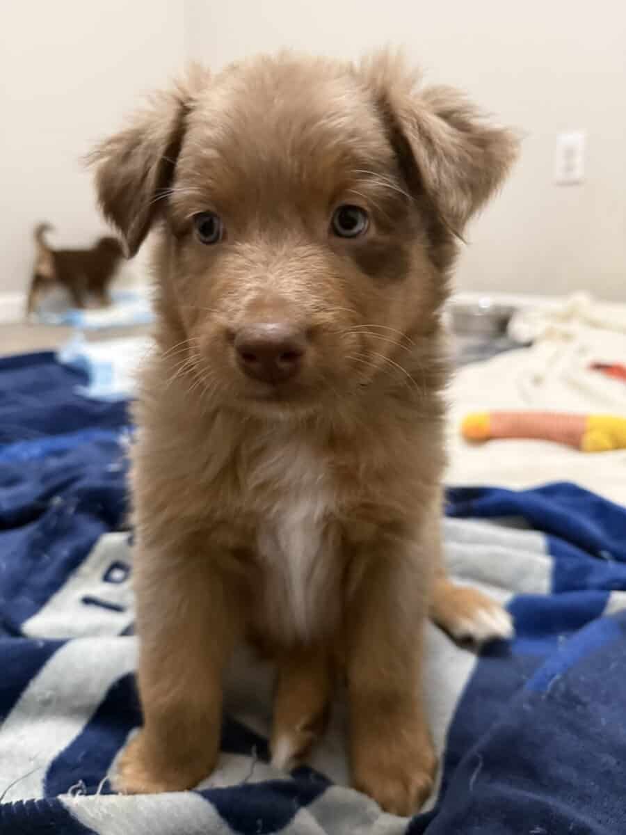 Australian Shepherd Red Merle Male Puppy image 3