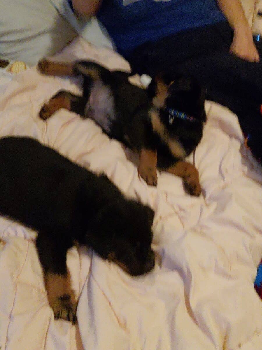 Rottweiler puppies 11 weeks have mom and d image 3