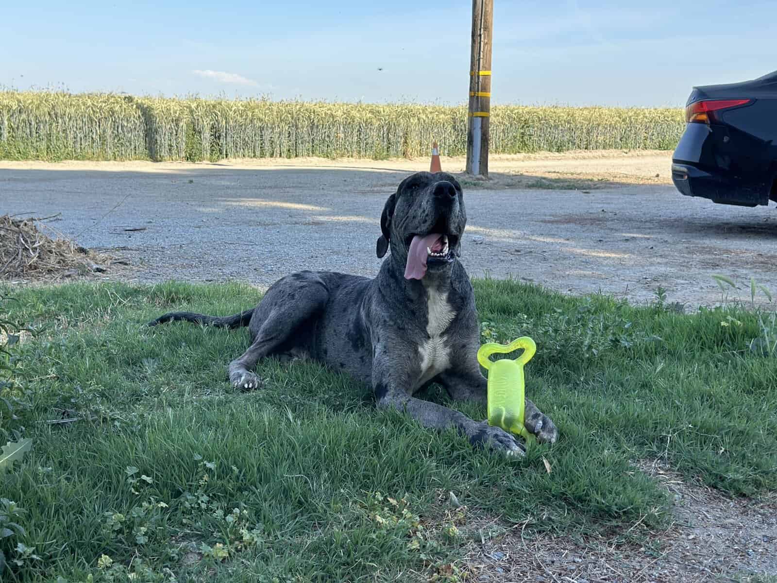 Dane puppy’s image 4