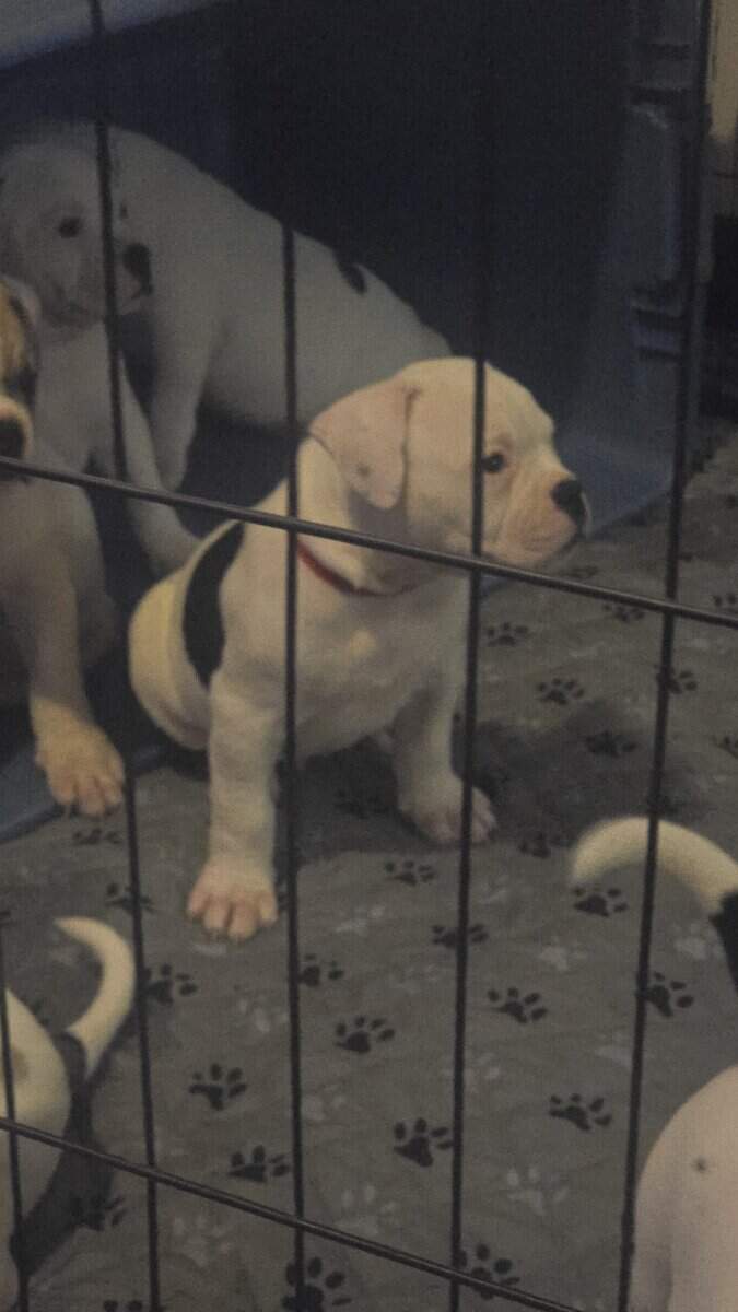 American Bulldogs image 3