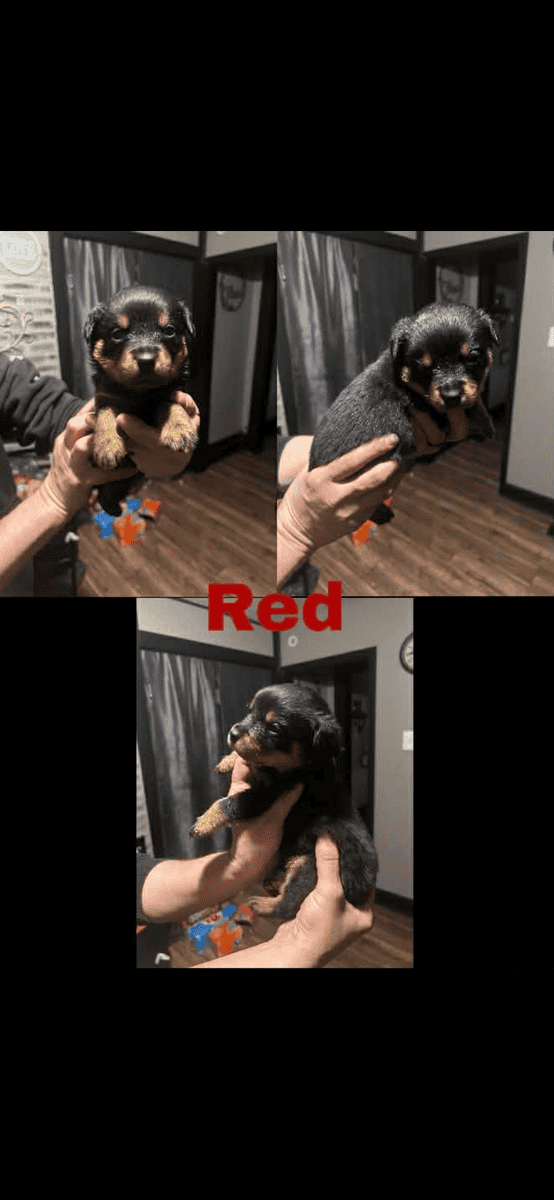 Rottweiler puppies image 2