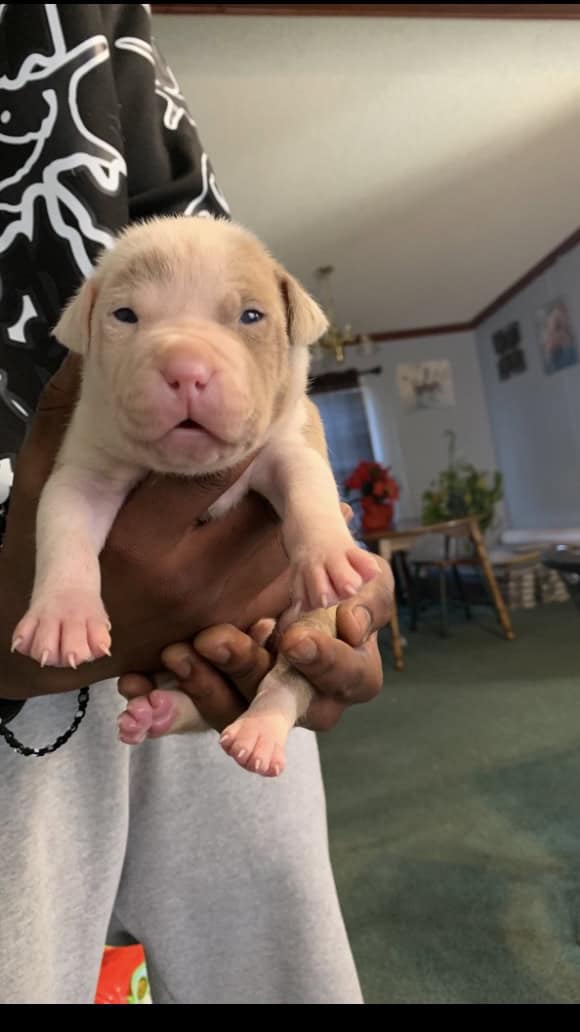 Pitbull puppy image 1