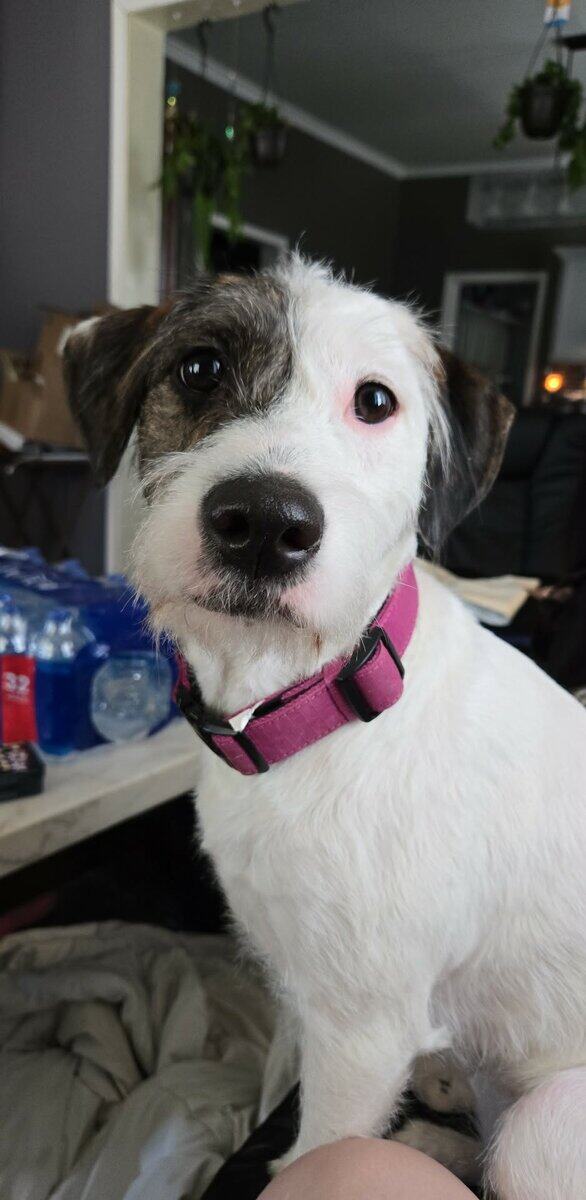 Looking to rehome a pitt/poodle mix. image 2