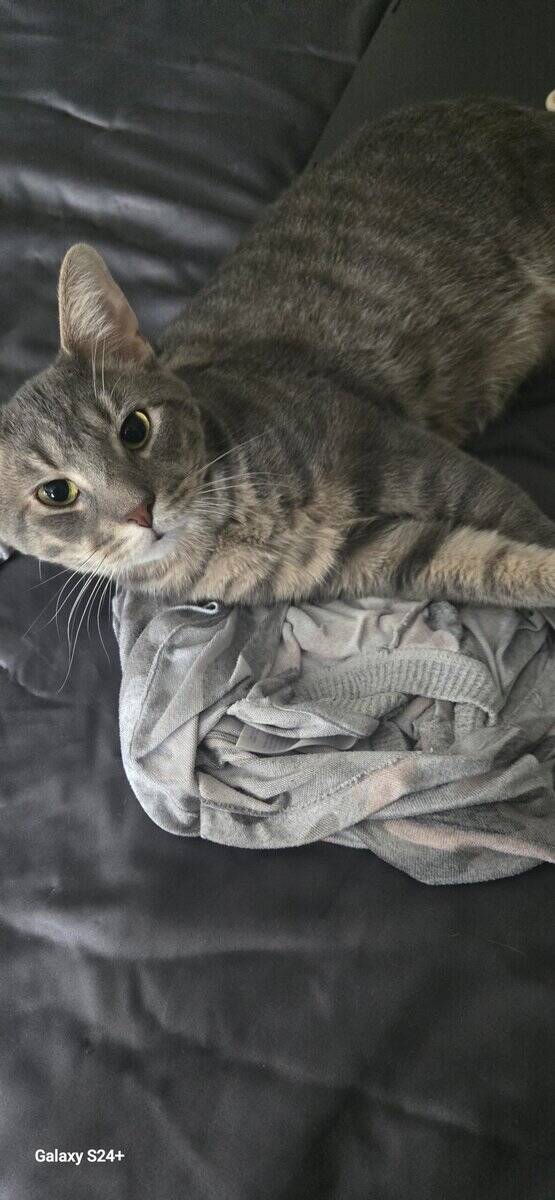 Cat needs home image 1