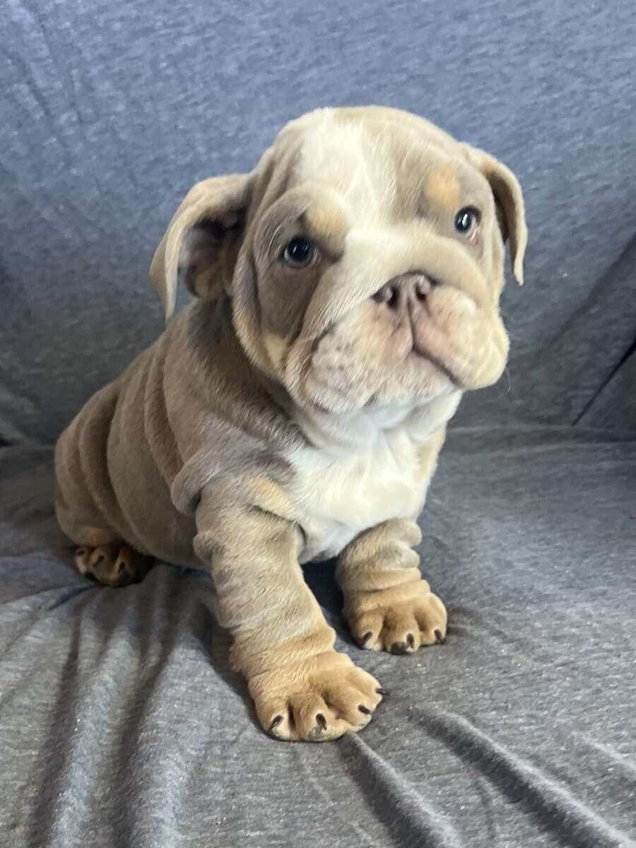 English Bulldog puppies image 3