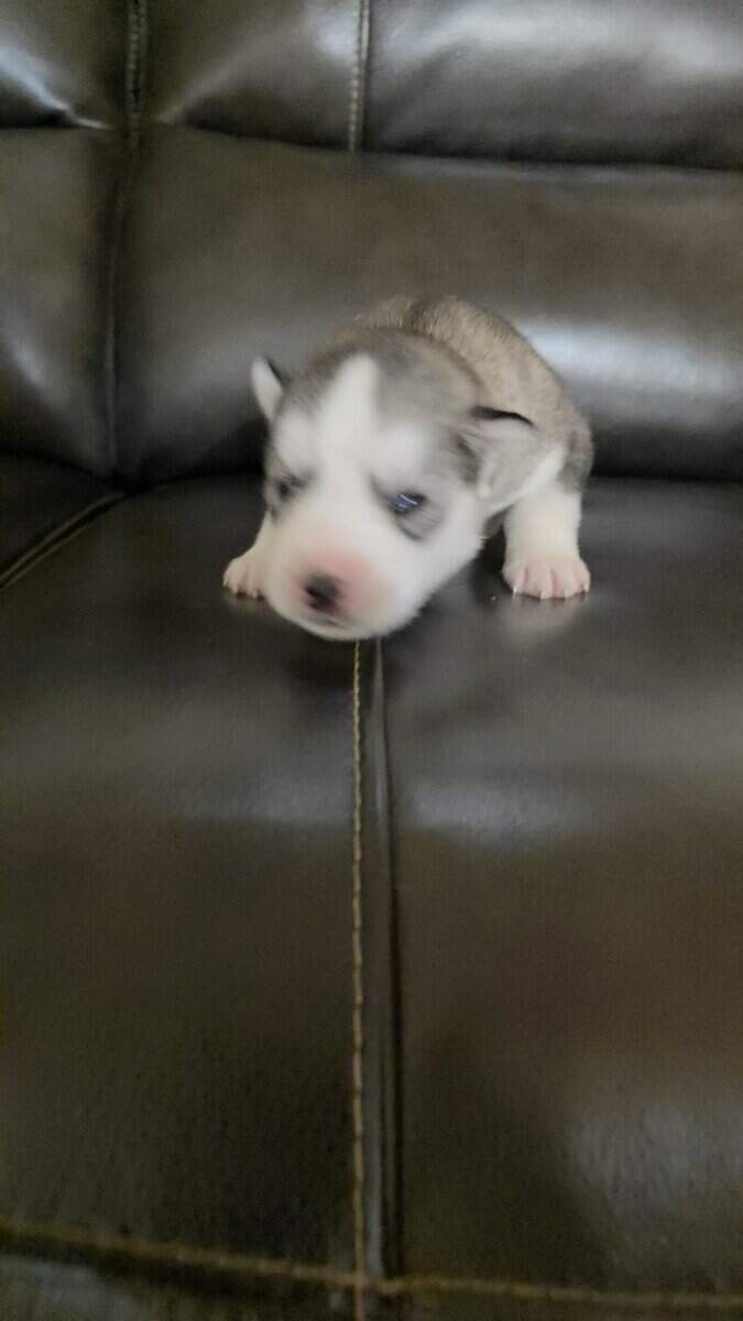 Siberian-husky puppies image 5