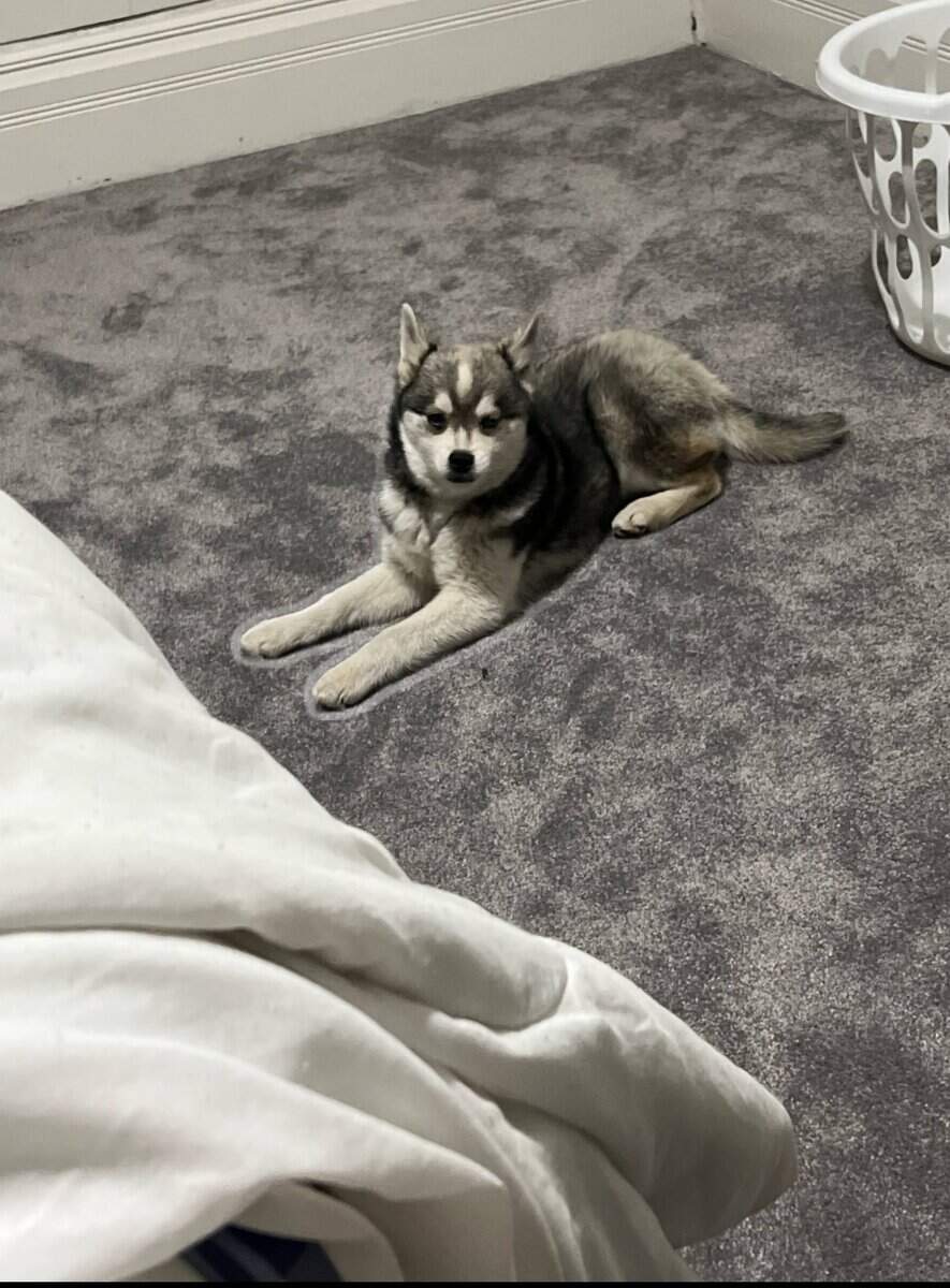 Alaskin Klee Kai for sale image 2