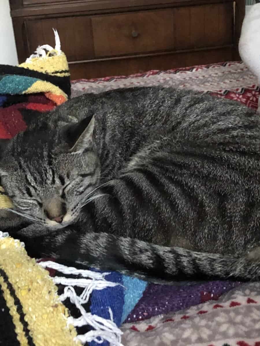 I need to rehome a very special cat image 2