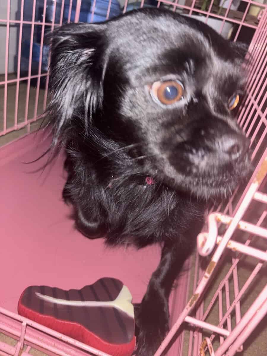 Rehoming Lo image 3