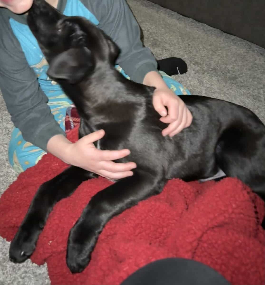 Black lab puppy image 2