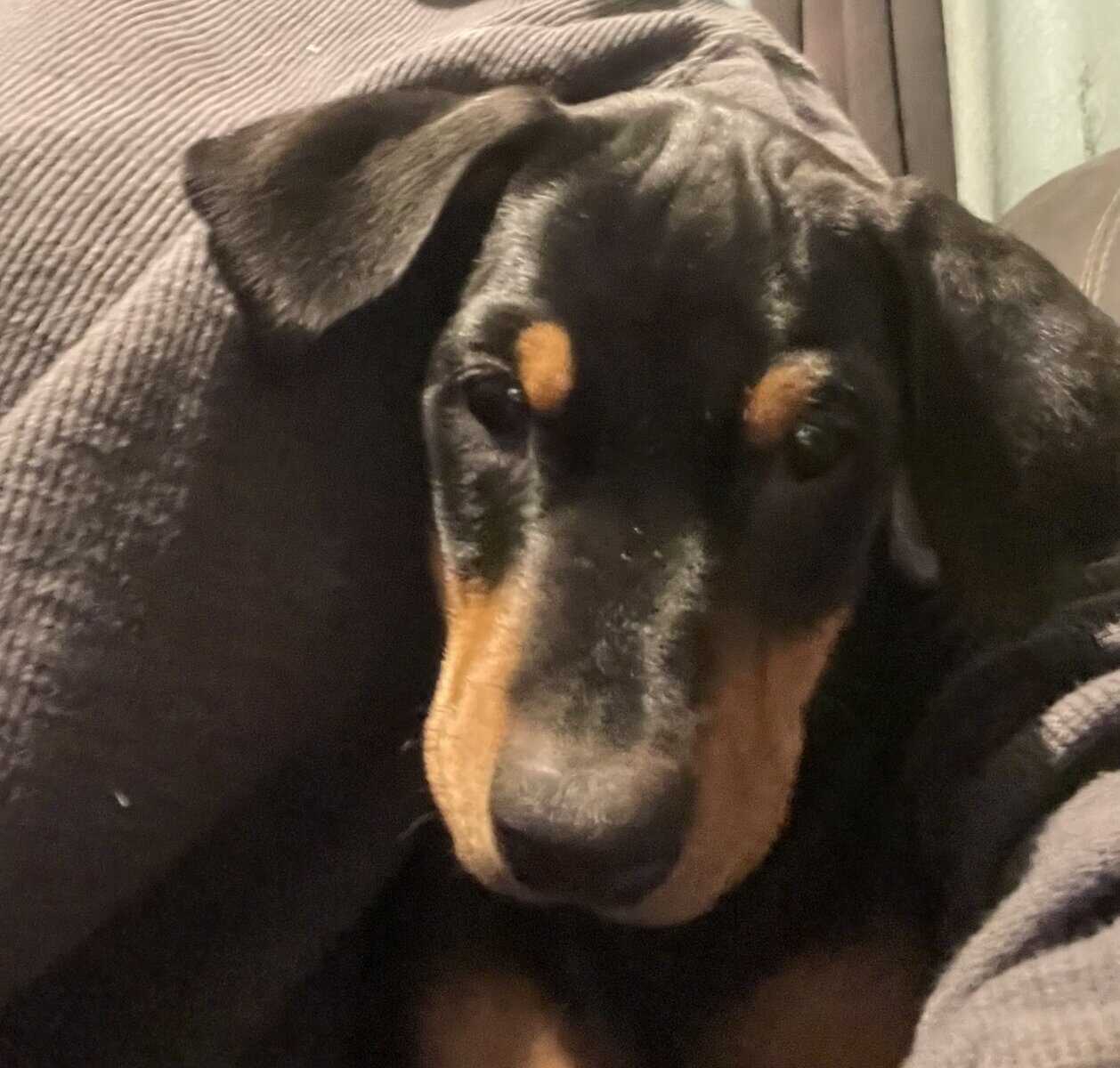 Doberman Puppies image 6