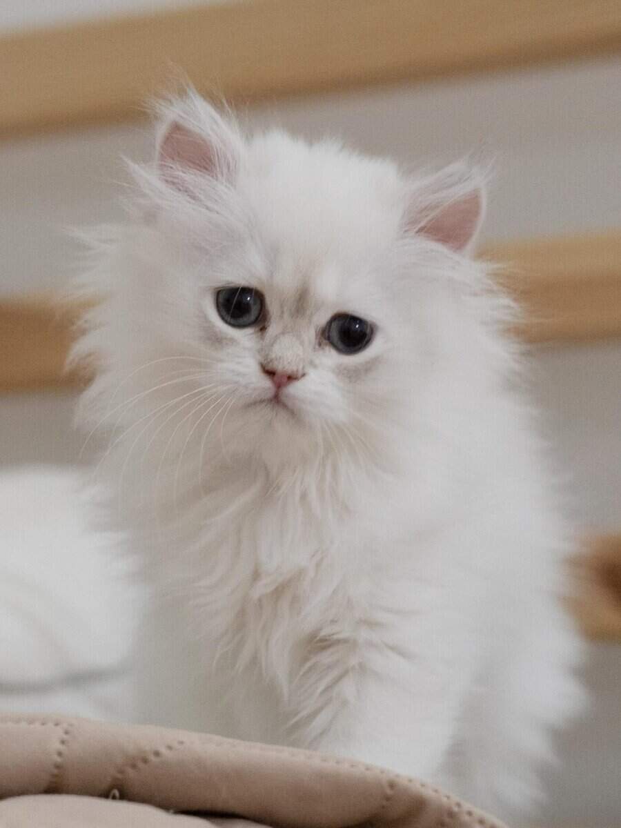 Adorable British Longhair Golden Blue Point image 1