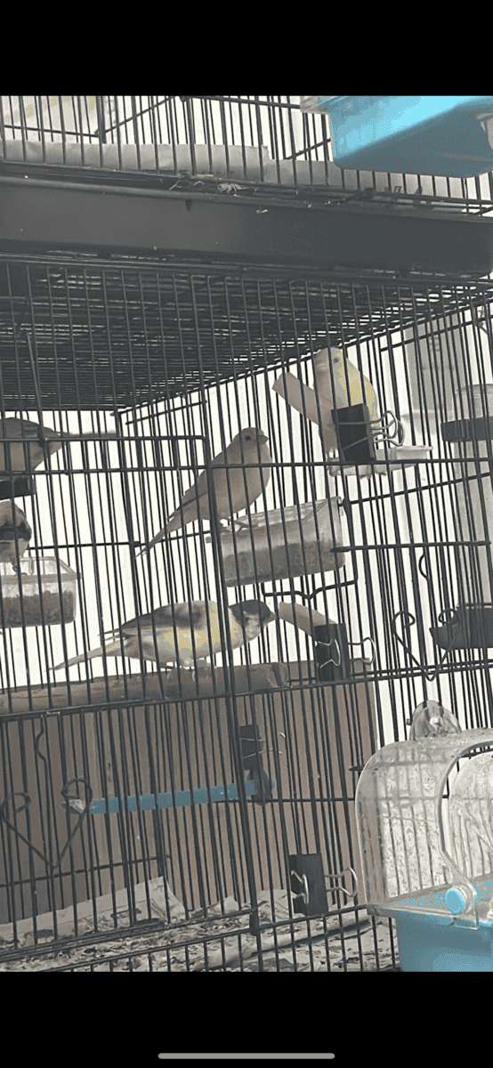 Canaries image 3