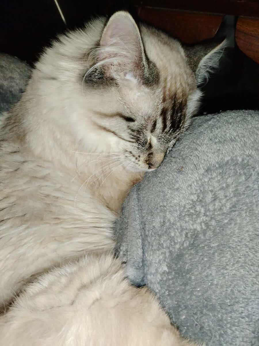 Adopt Moose the little Siamese Tabby image 2