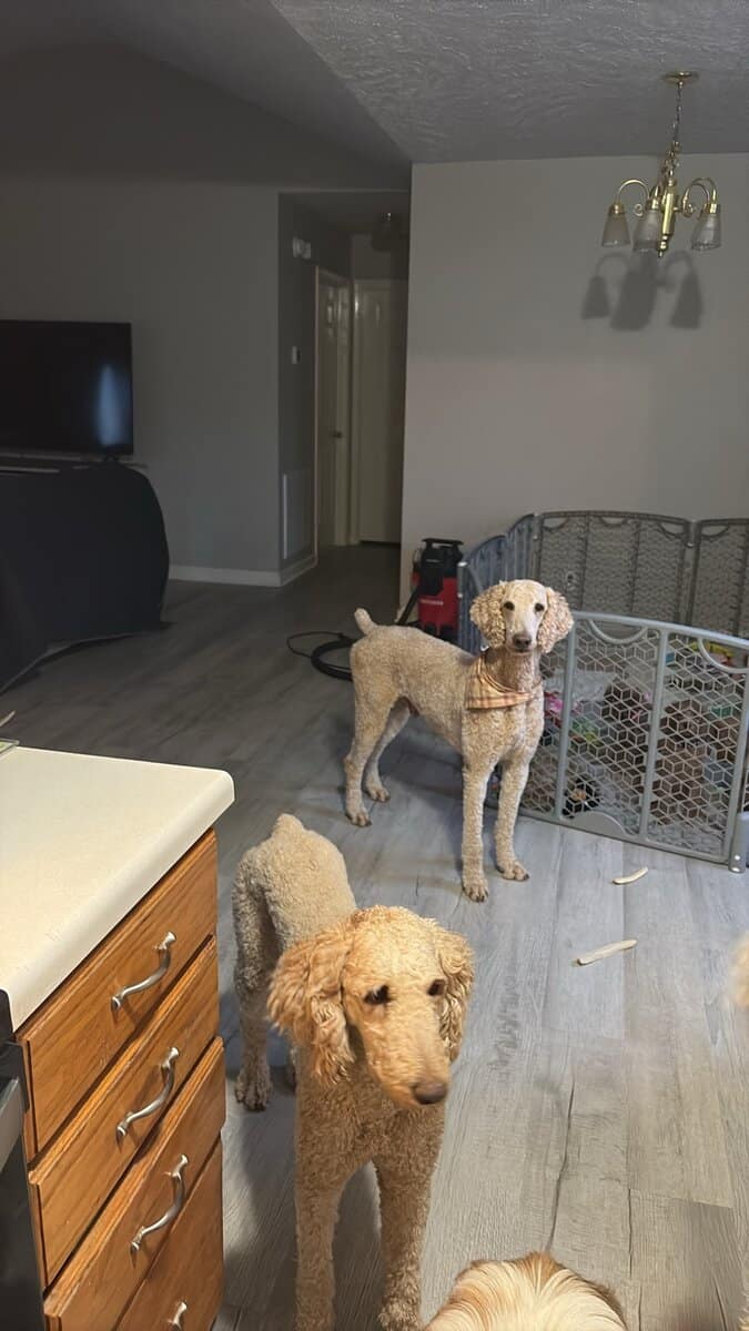 AKC standard poodle puppies image 19